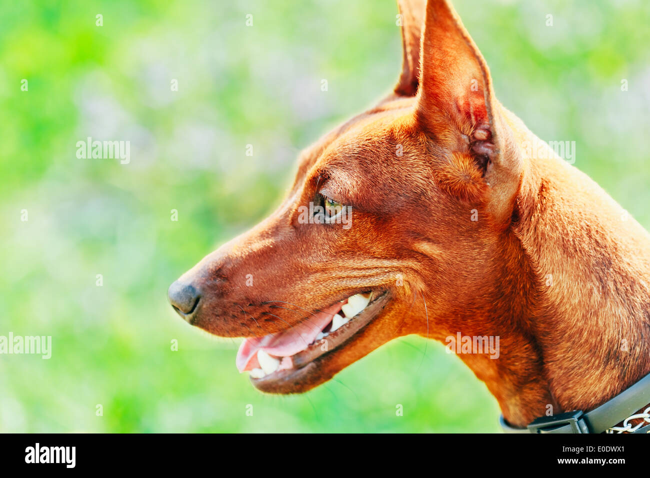 Close Up Red Dog Miniature Pinscher (Zwergpinscher, Min Pin) Head Over