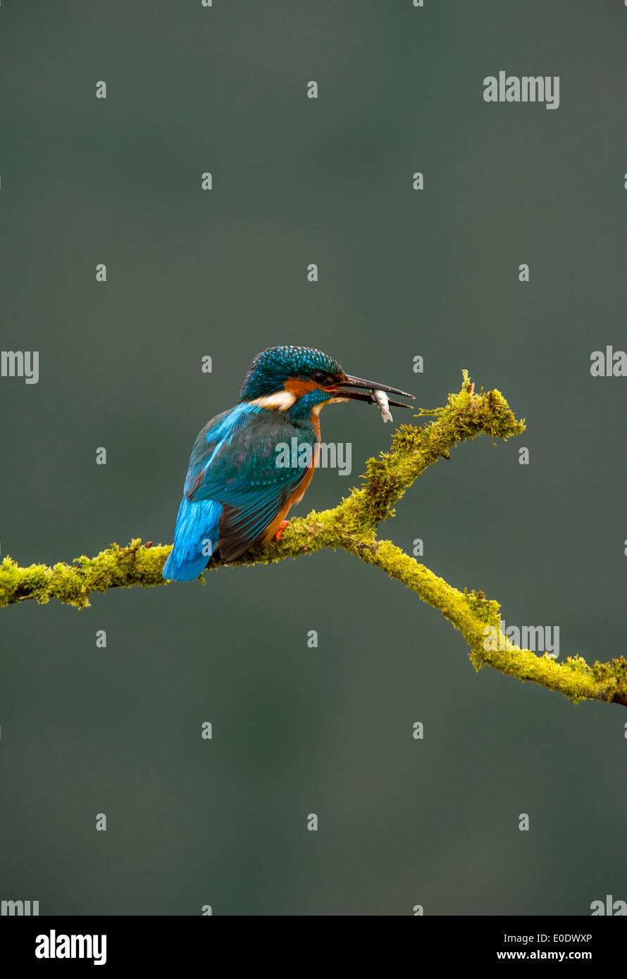 Kingfisher, Alcedo atthis with fish Stock Photo