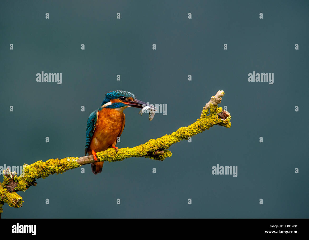 Kingfisher, Alcedo atthis with fish Stock Photo