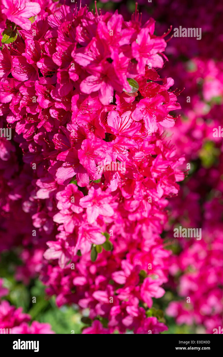 Rhododendron 'Ima-Shojo' Stock Photo