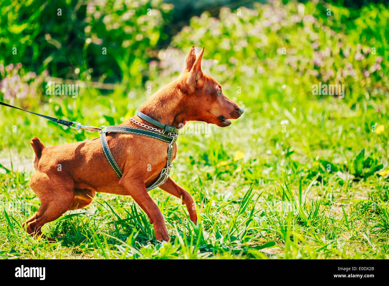 Miniature pinscher dog dog show hi-res stock photography and images - Alamy