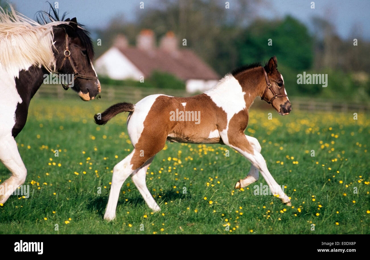 Piebald Mare And Foal, Ireland Stock Photo