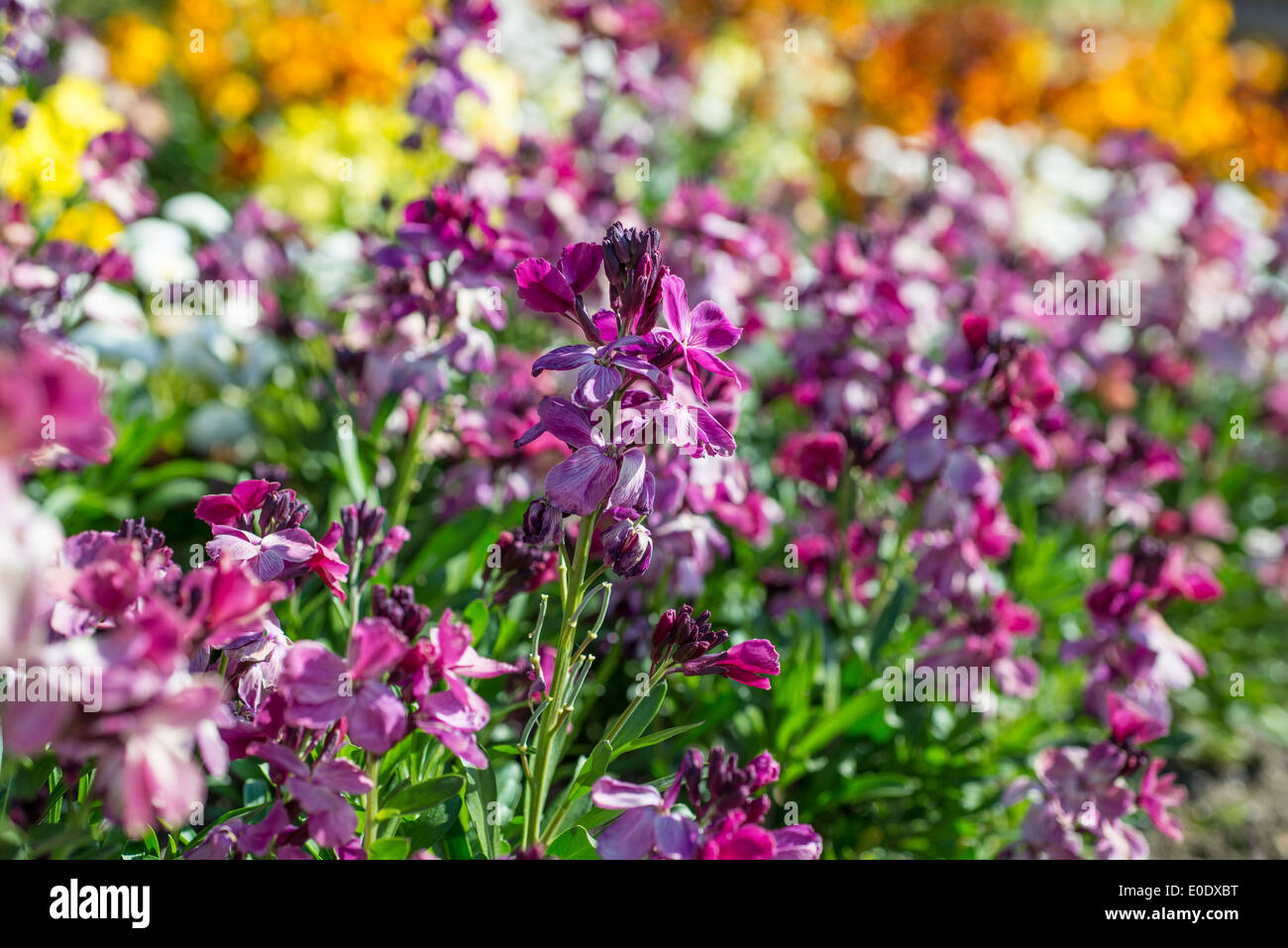Erysimum cheiri 'Sunset Purple' Stock Photo
