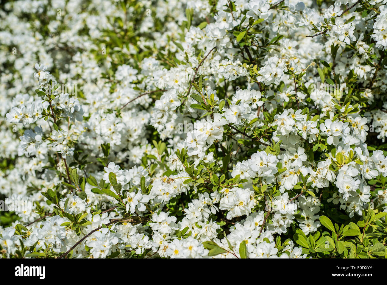 Pearl bush, Exochorda x macrantha 'The Bride' Stock Photo