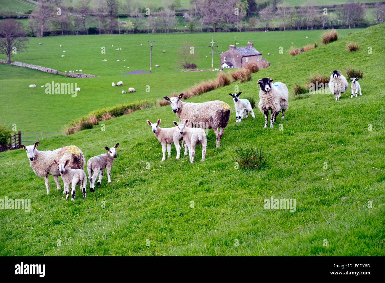 Sheep and lambs grazing in The Yorkshire Dales National Park, Gawthrop, Dentdale, UK Stock Photo