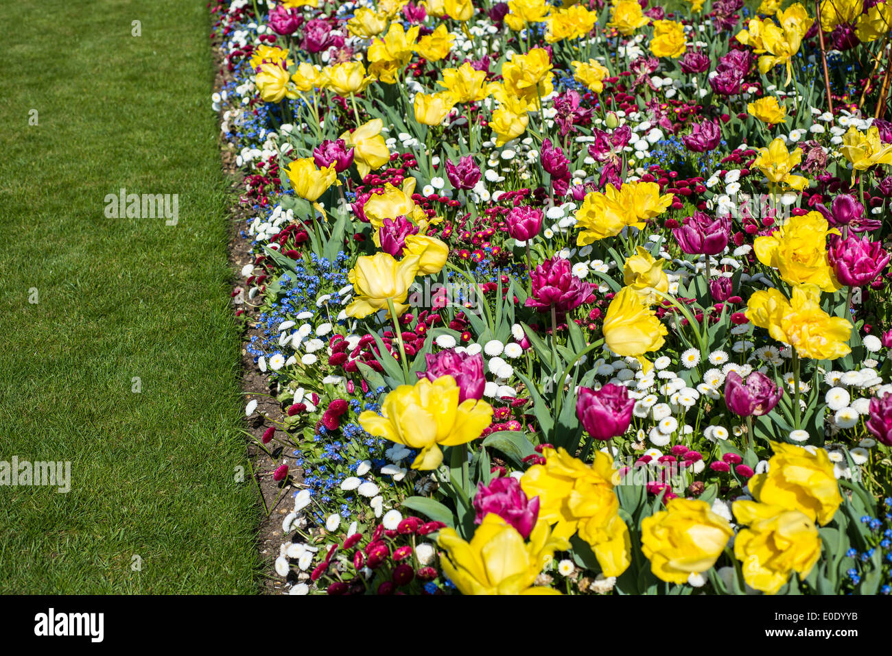 Flowerbed with spring flowers, RHS Garden, Wisley, Surrey, England Stock Photo