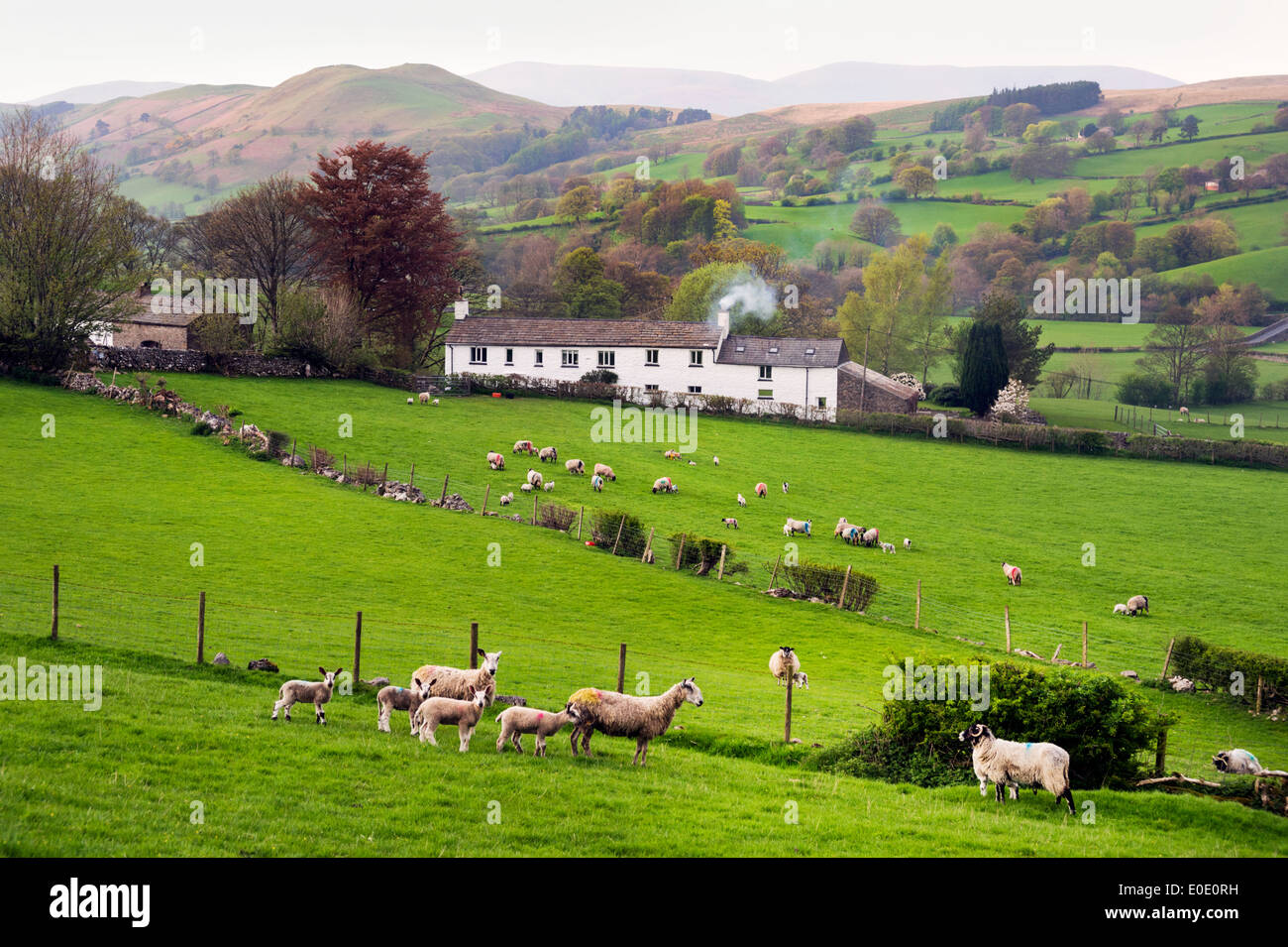 Sheep and lambs grazing in The Yorkshire Dales National Park, Gawthrop, Dentdale, Cumbria, UK Stock Photo