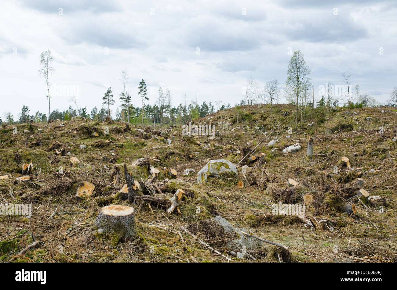 Stumps at a clear cut forest area Stock Photo