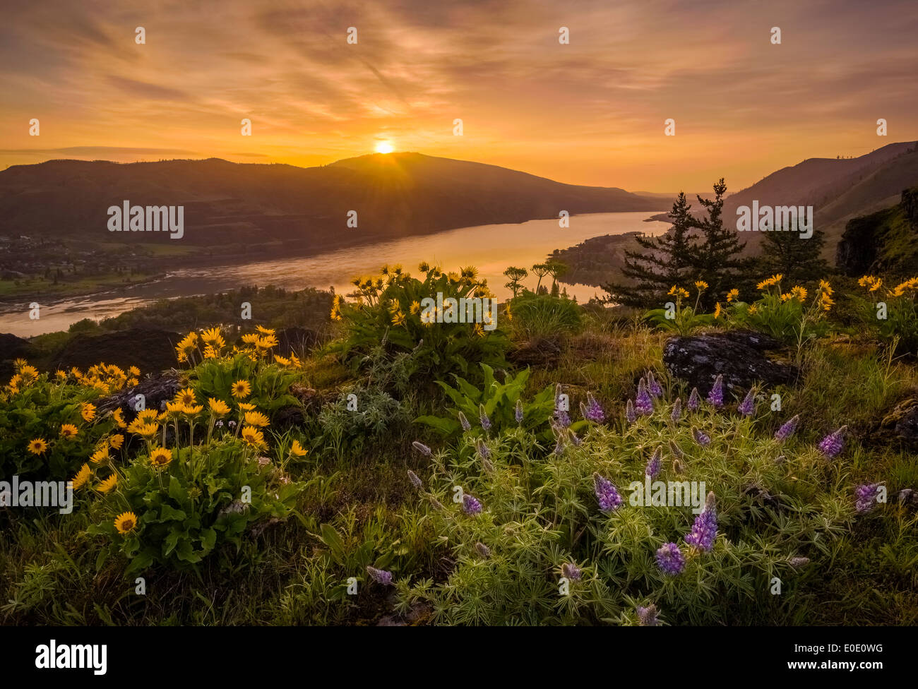 Lupine and balsamroot at Rowena Crest, Oregon, with sunrise over the Columbia River Gorge. Stock Photo