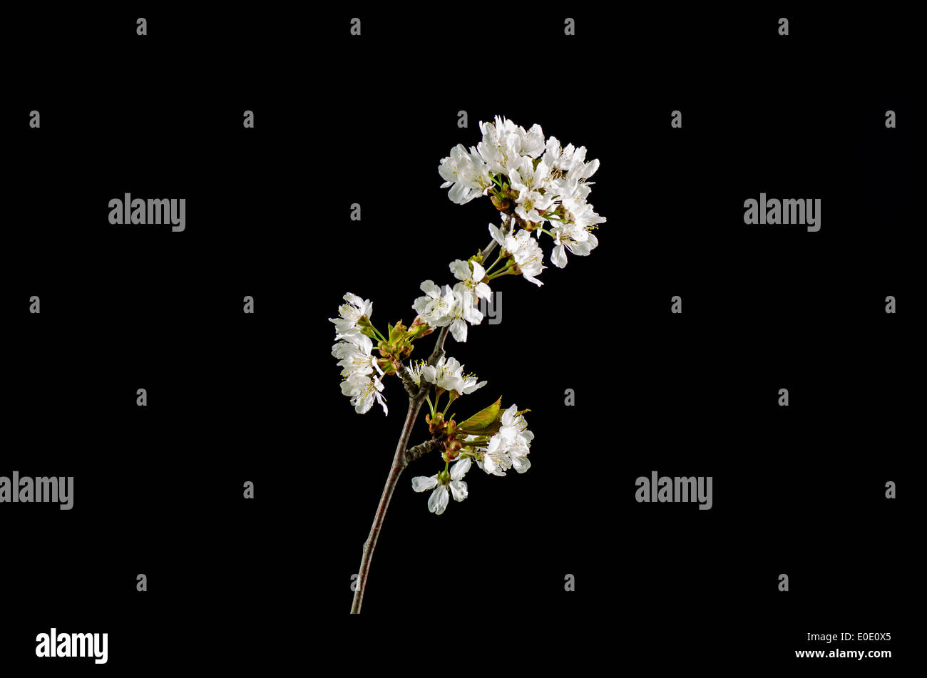 Shiny White Cherry Blossom Branch At Black Background Stock Photo