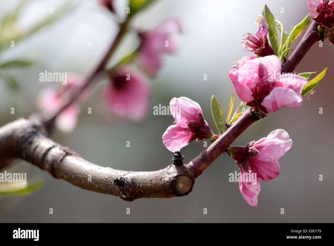 Peach blossoms in Aszofö near Tihany, Lake Balaton, Hungary Stock Photo