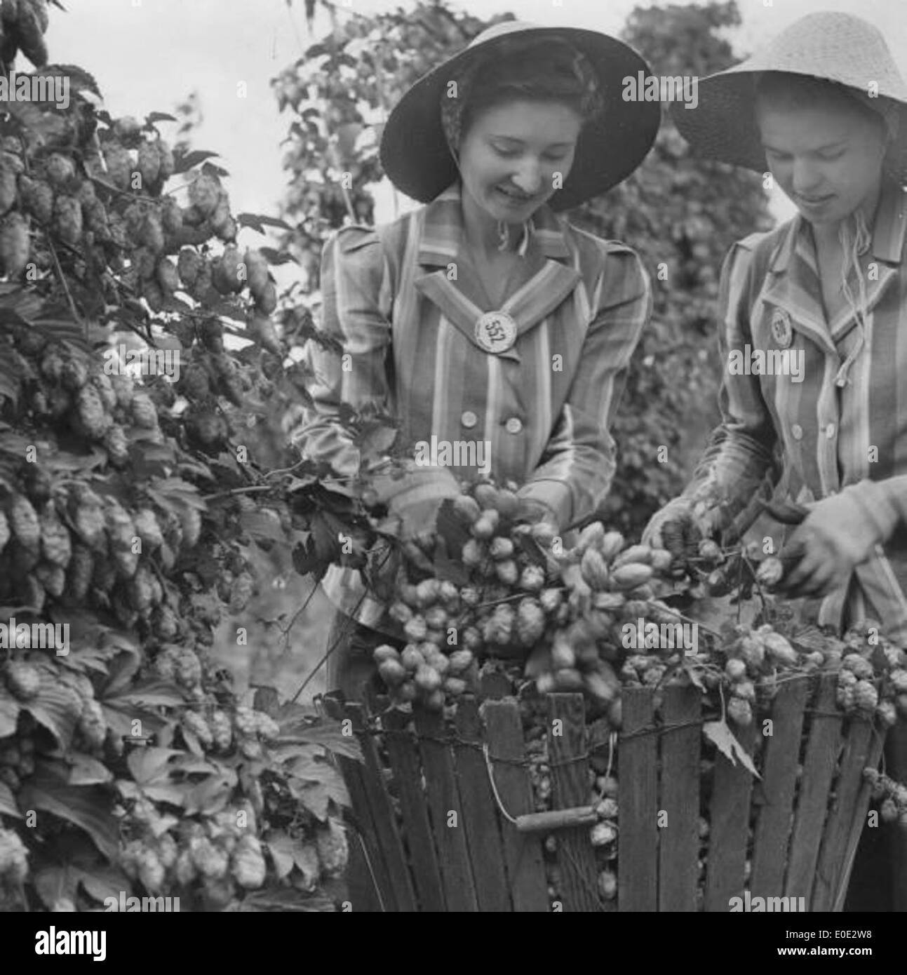 Couple of young women picking hops Stock Photo