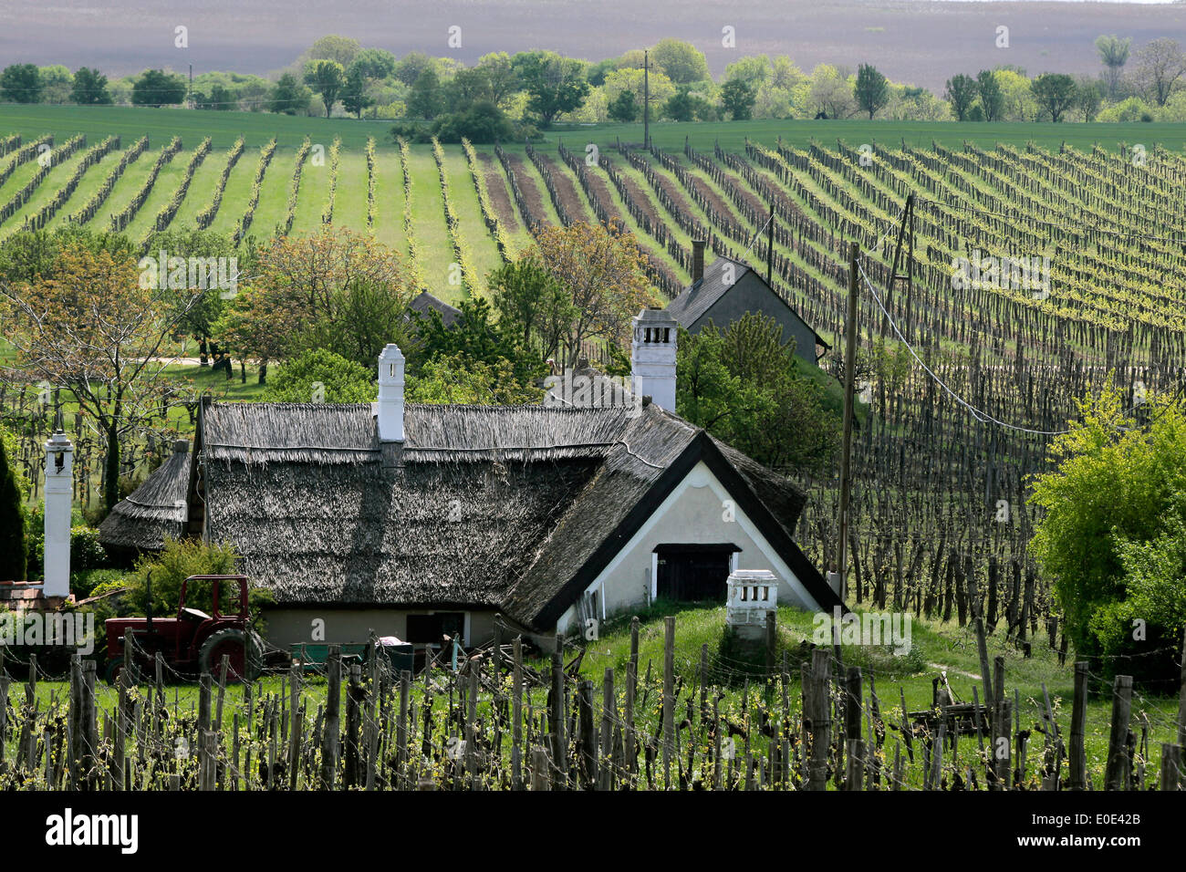 Vineyards and farm house near Aszofö at Lake Balaton, Hungary, Stock Photo