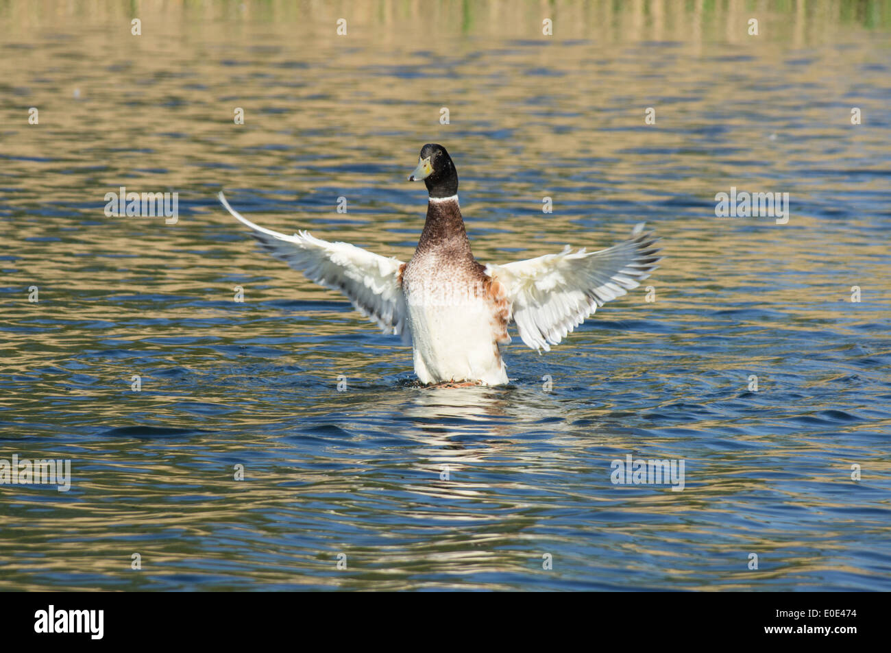 Male Mallard, Anas platyrhynchos, spreading wings on a lake Stock Photo