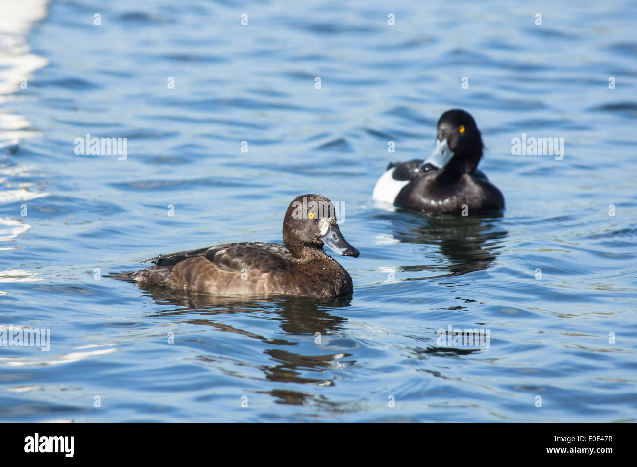 Tufted duck, Aythya fuligula, male and female Stock Photo