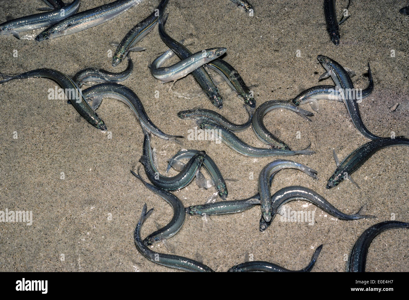 Grunion run hi-res stock photography and images - Alamy