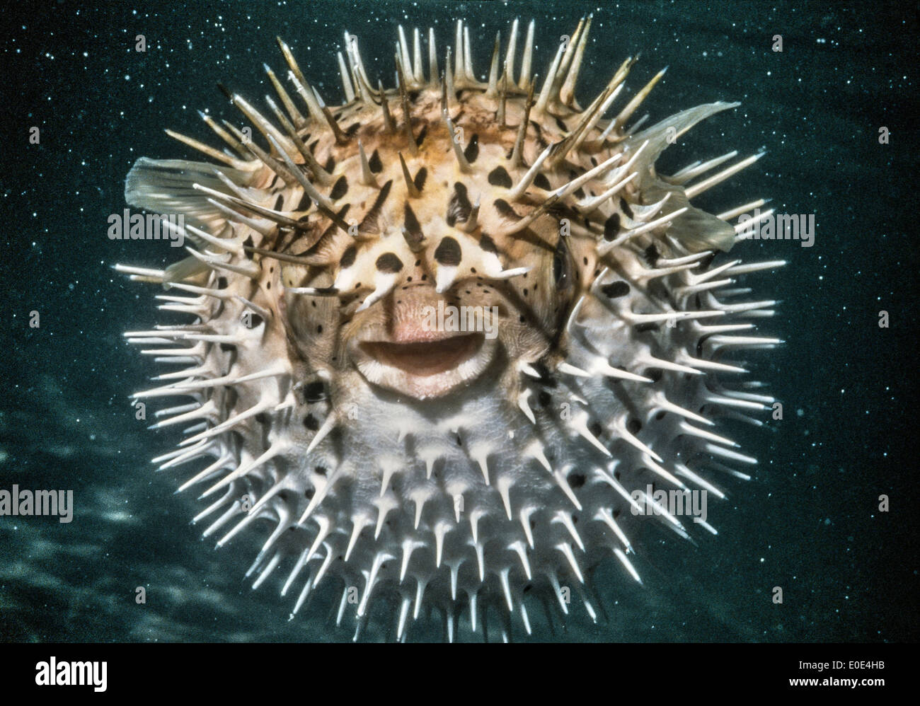 The Porcupinefish scares off predators by sucking in water to blow up larger like a balloon and by extending its scales to become sharp spines. Stock Photo