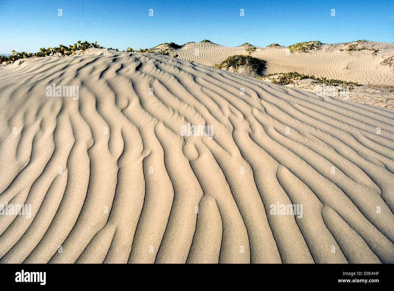 Blowing winds create artistic ripples in these sand dunes on Magdalena Island in the Pacific Ocean off the west coast of Mexico's Baja California Sur. Stock Photo