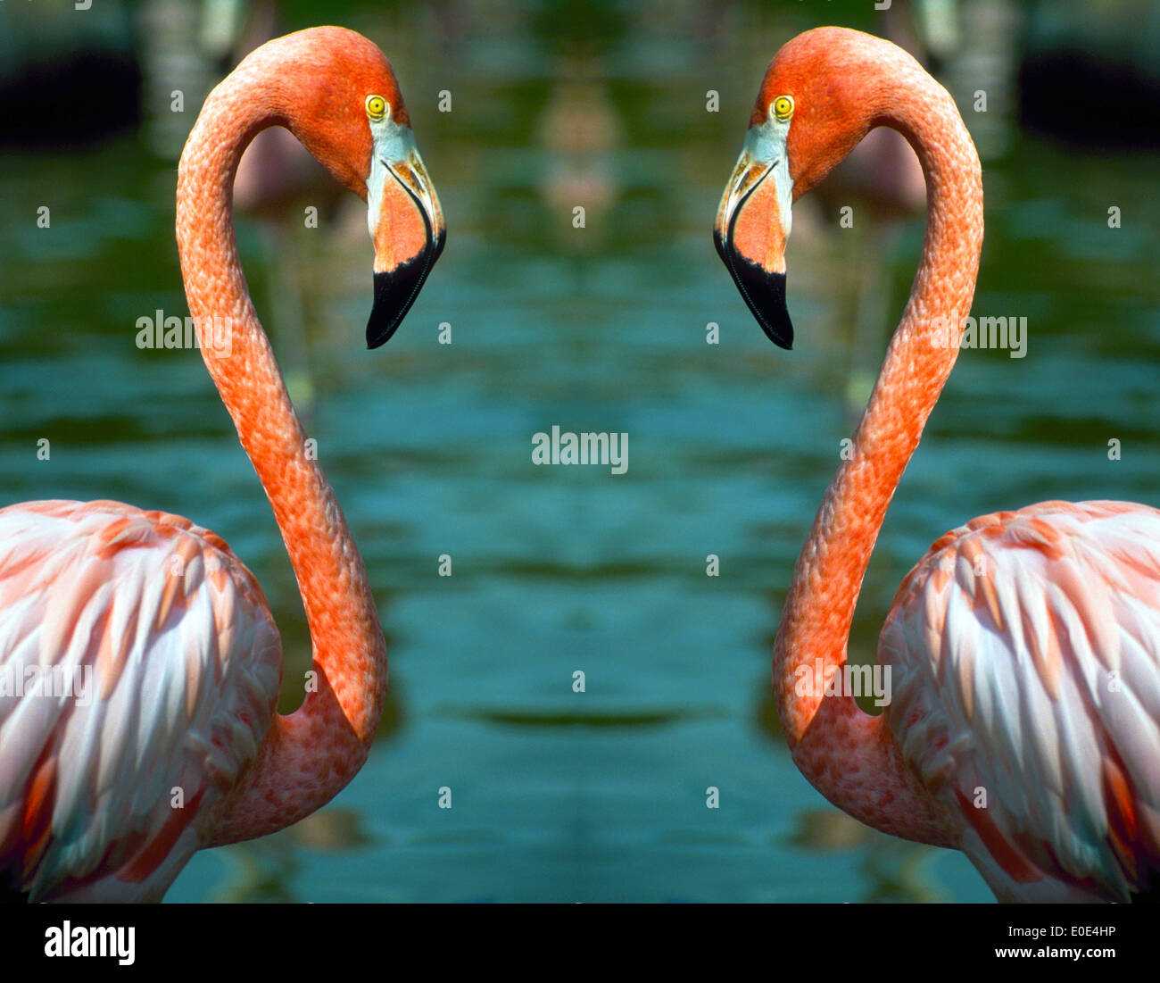 Two flamingos make the perfect Love Birds as they come face to face to make a mirror image in this digitally-altered photograph of a single bird. Stock Photo
