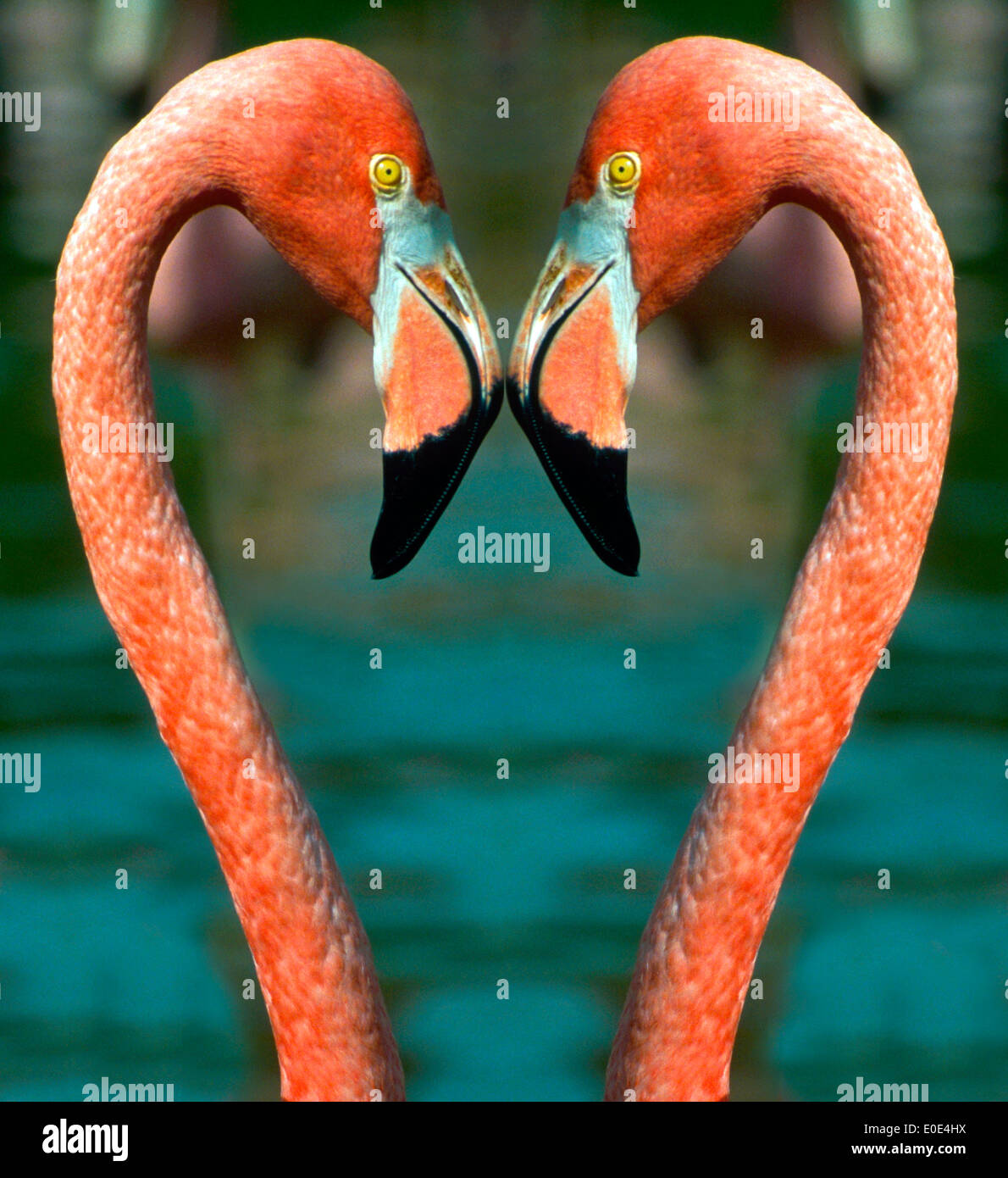 Two flamingos make the perfect Love Birds as they form the shape of a heart with their distinctive heads and necks in this digitally-altered image. Stock Photo