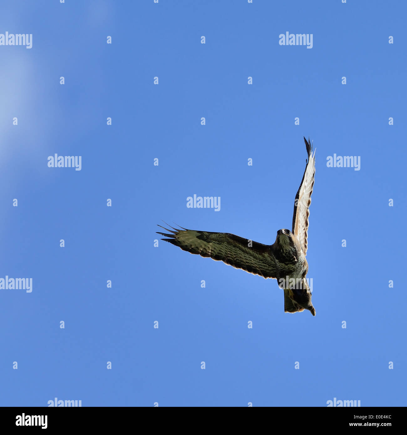 Flying rabbit hi-res stock photography and images - Alamy