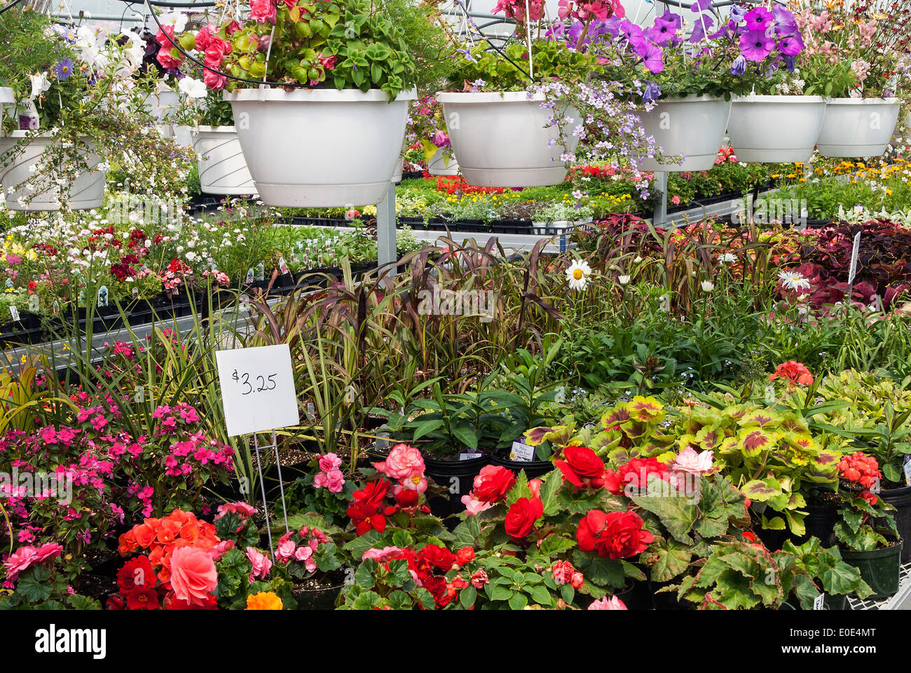 Annuals growing in a greenhouse Stock Photo Alamy