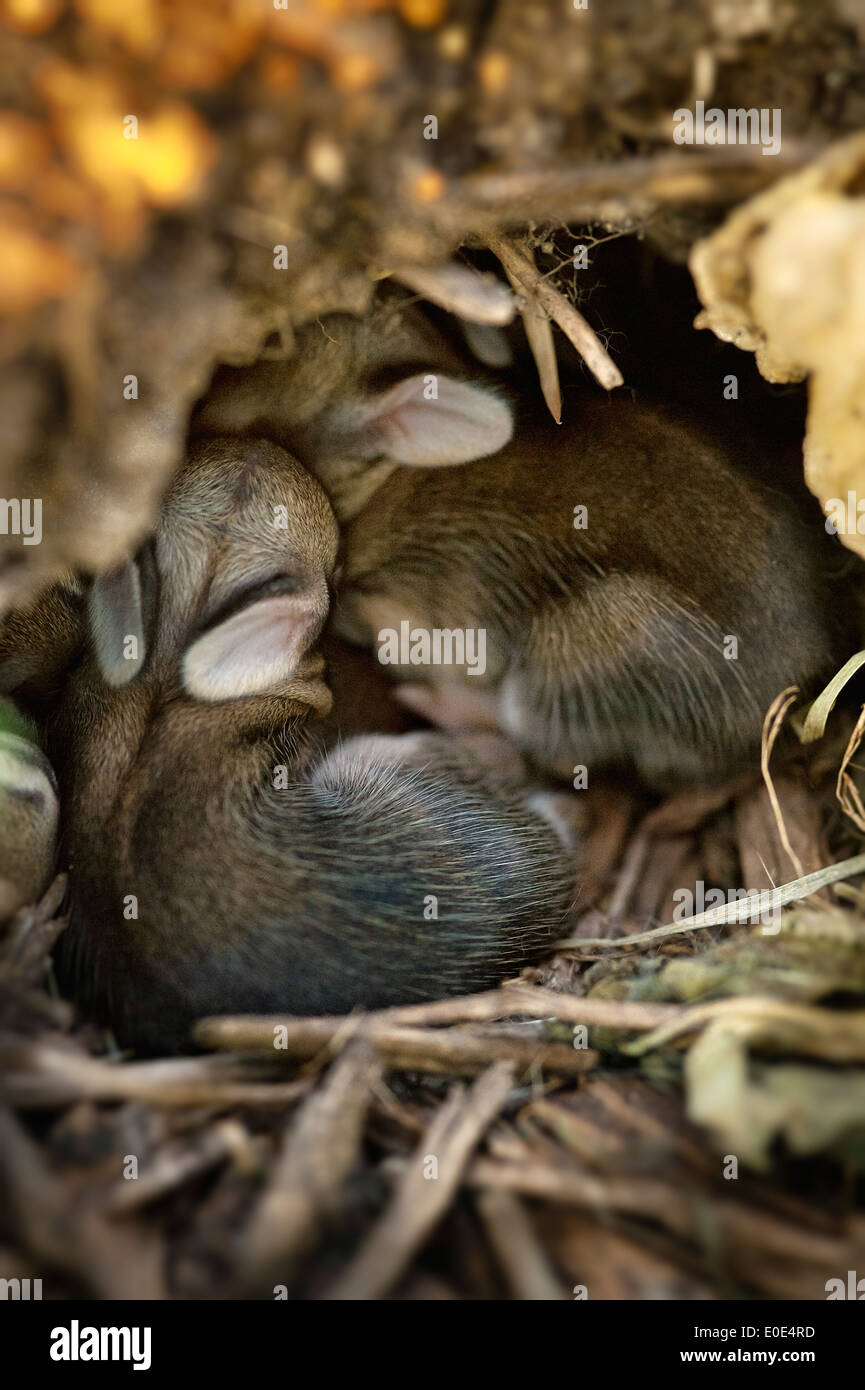 Newborn rabbits cuddle in hole. Stock Photo