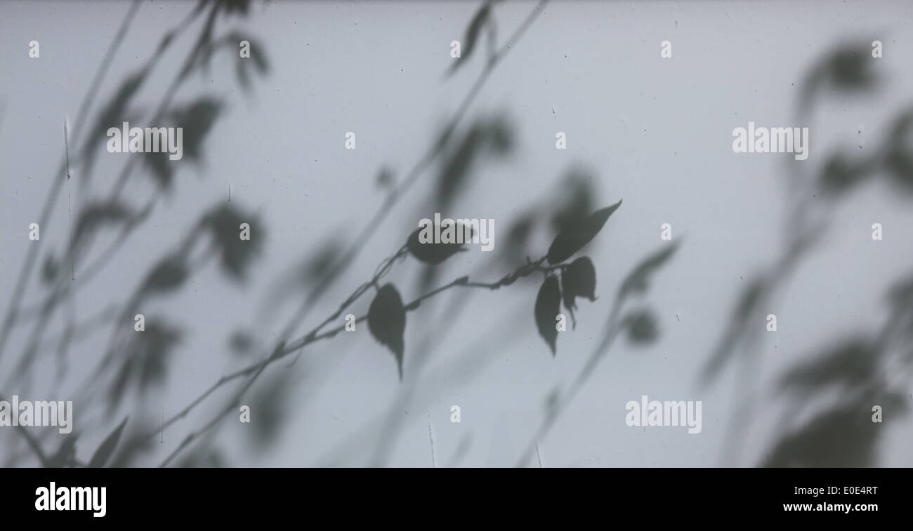 Branch shadow hi-res stock photography and images - Alamy