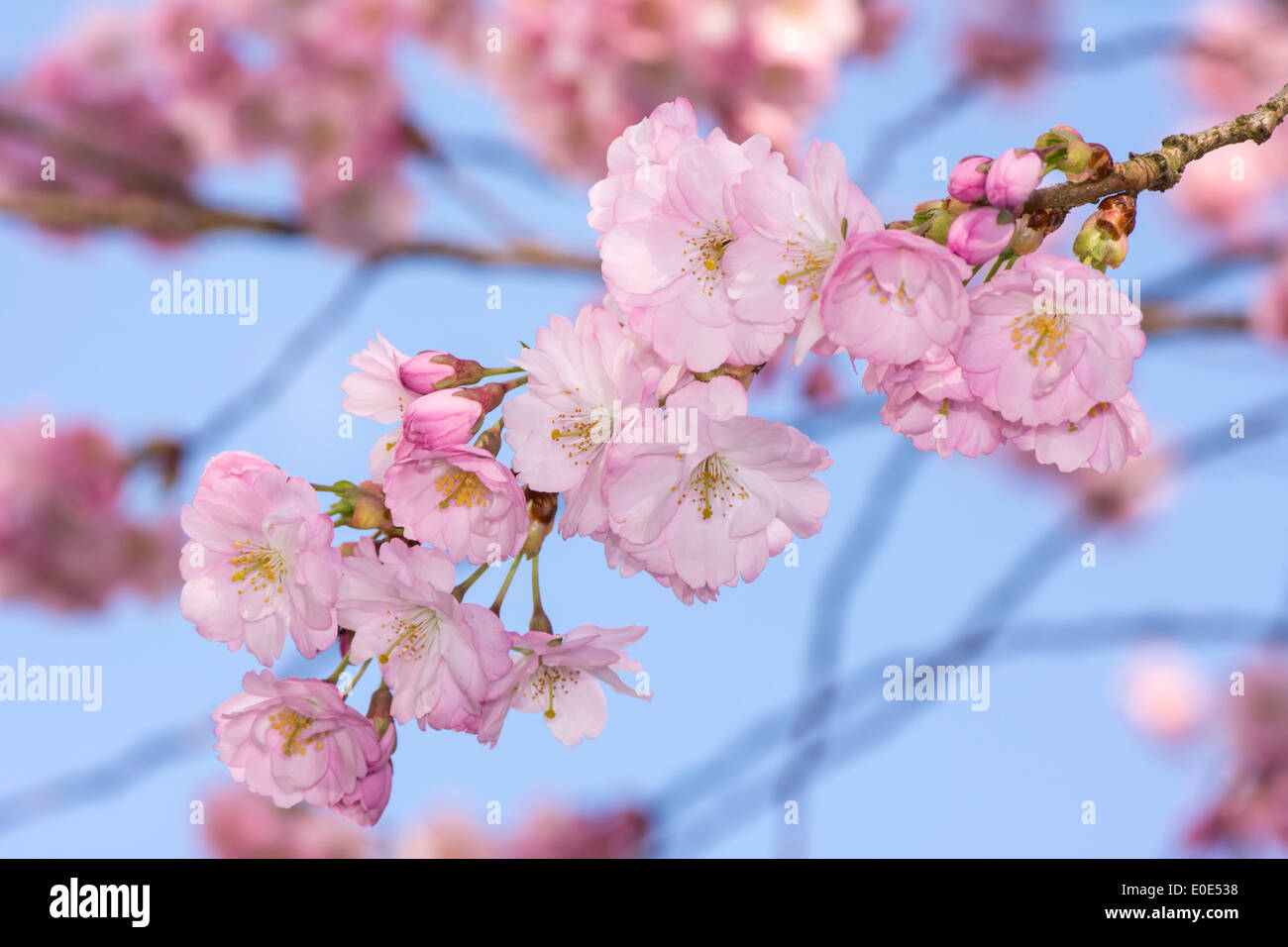 Twigs of a pink flowering cherry tree Stock Photo