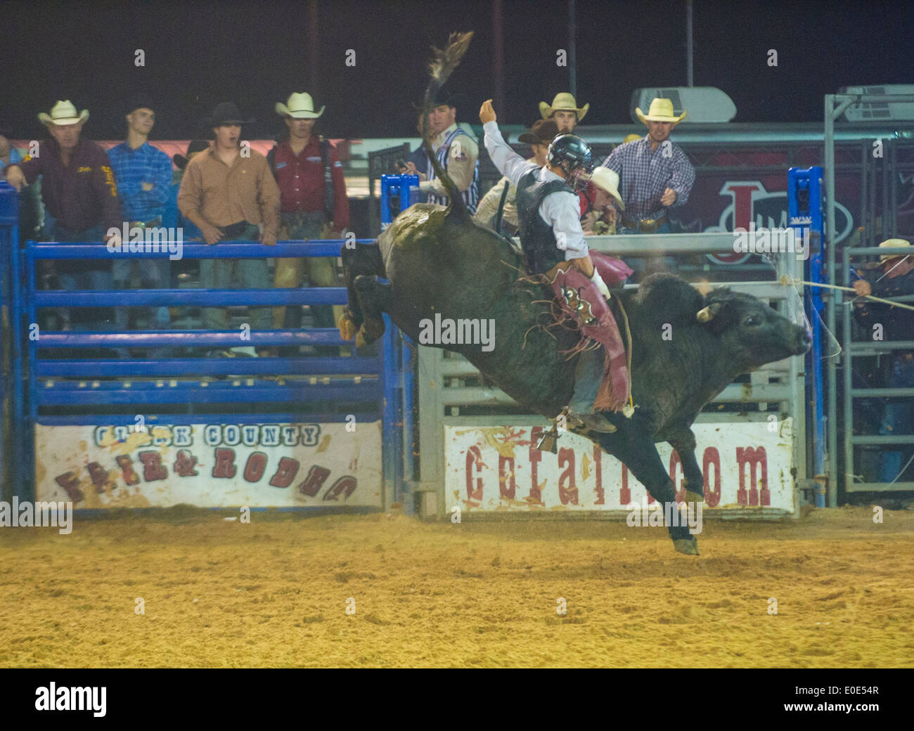 Cowboy Participating in a Bull riding Competition at the Clark County ...