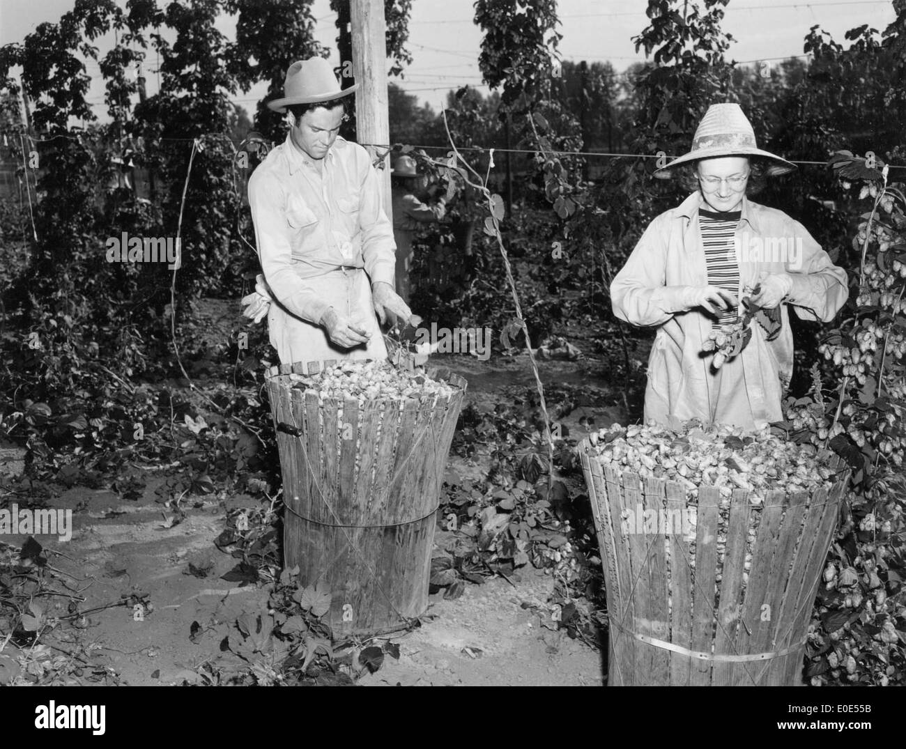 Mr. and Mrs H.L. Worley at the Mitoma Hop Yard Stock Photo