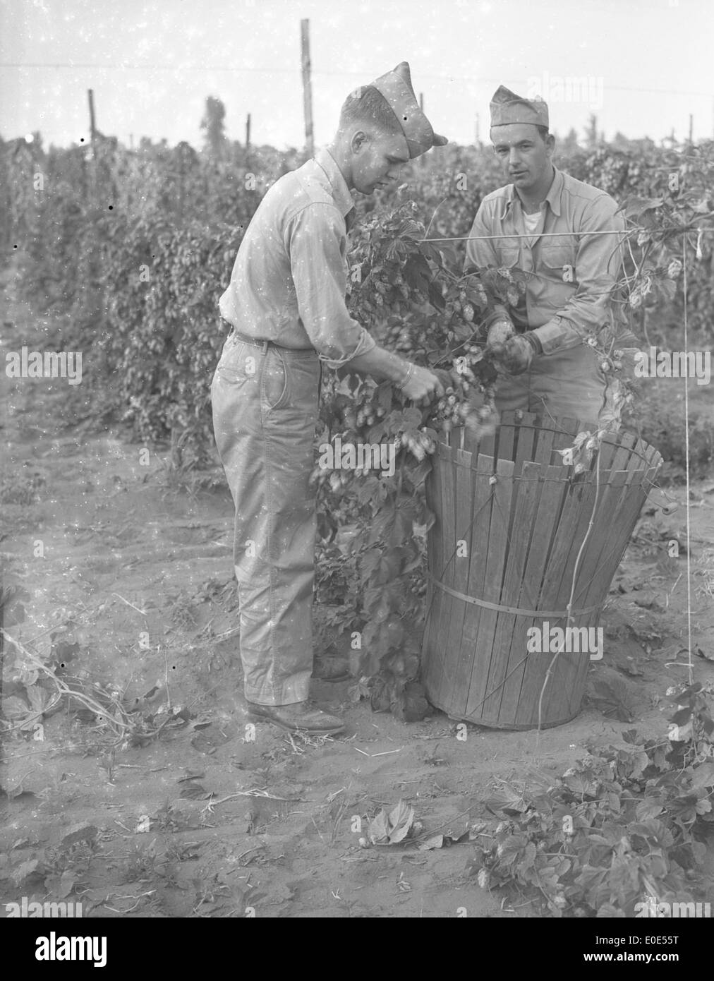 Soldiers picking hops Stock Photo