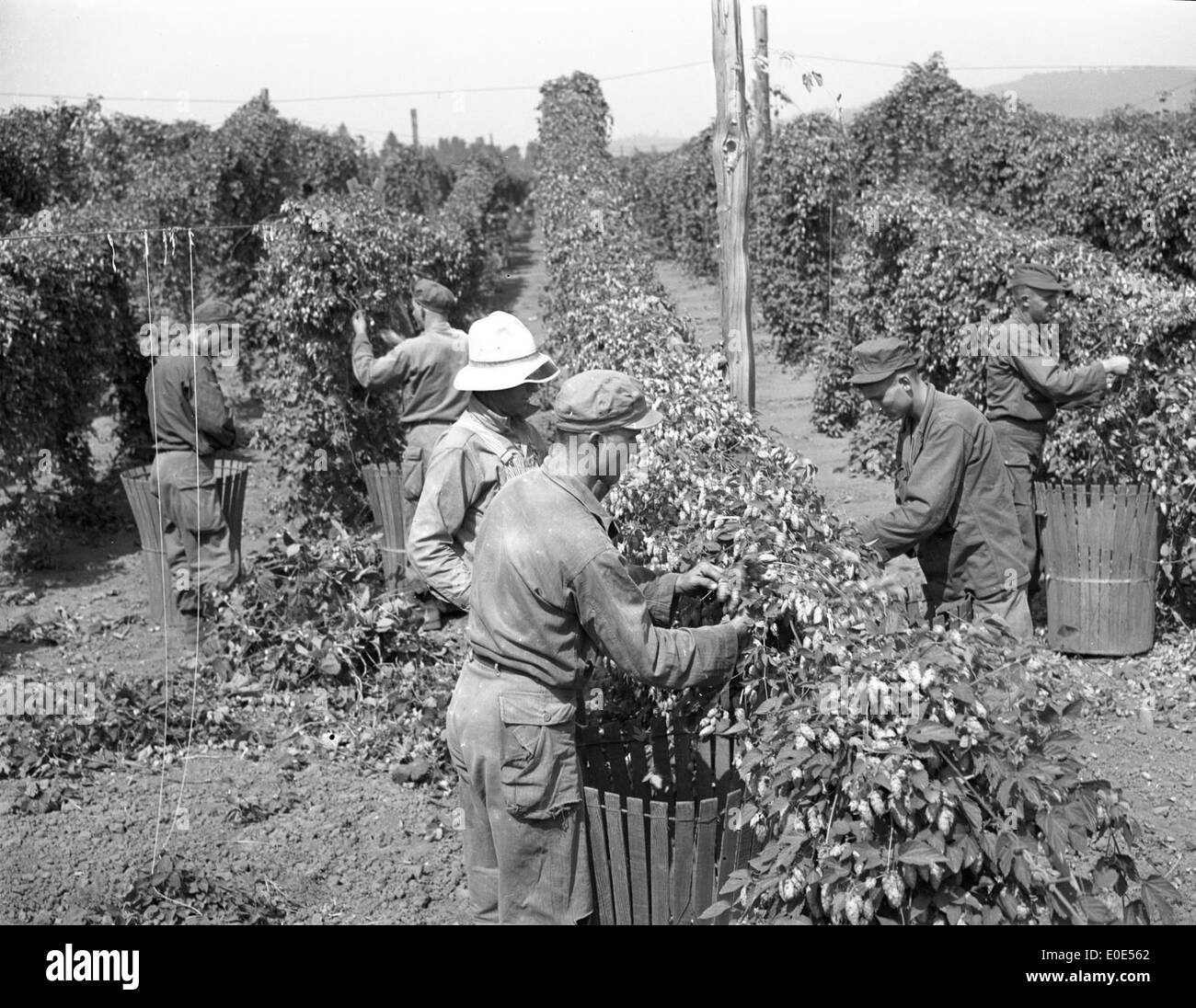 Soldiers picking hops Stock Photo