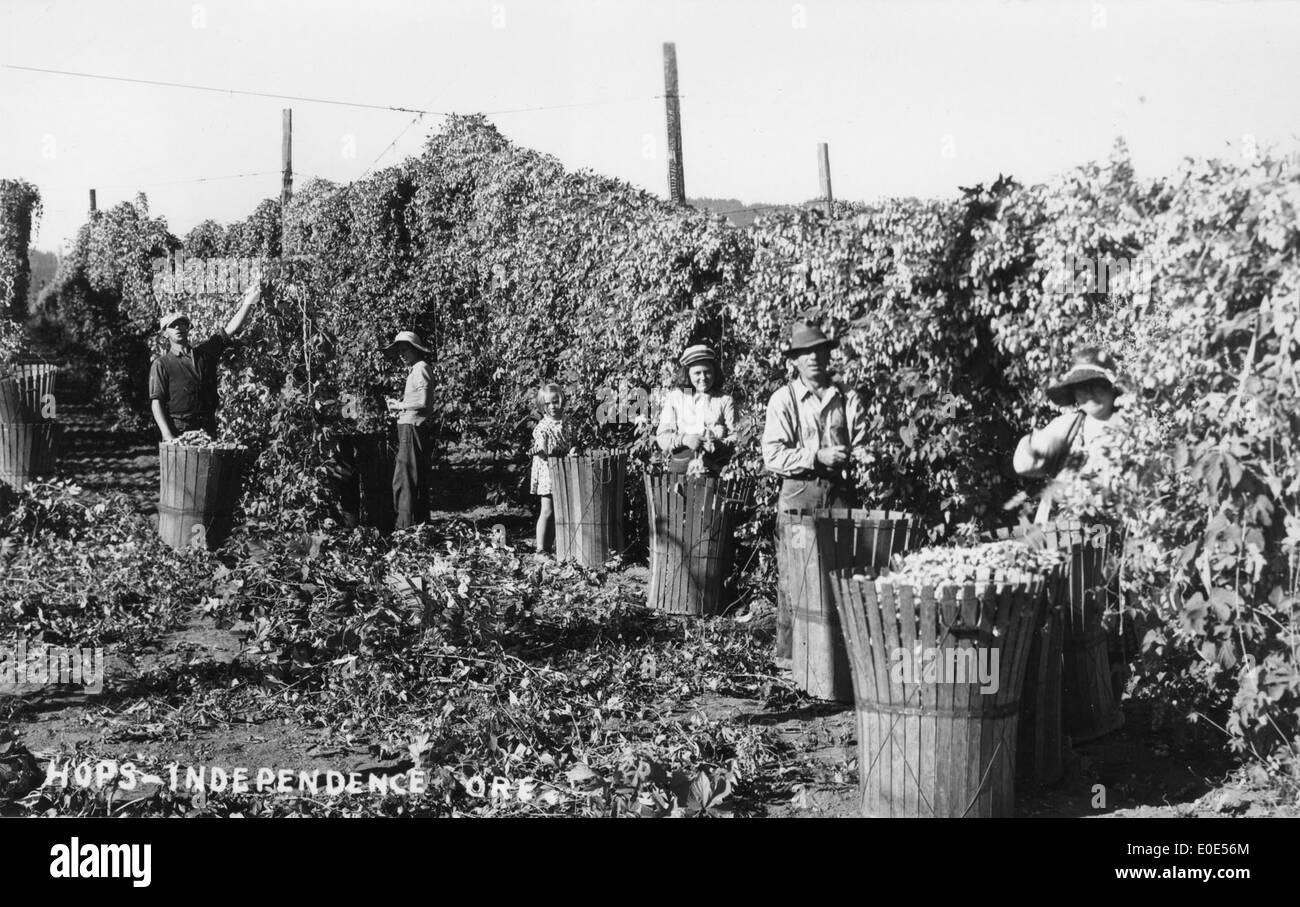 Harvesting hops near Independence, Oregon Stock Photo