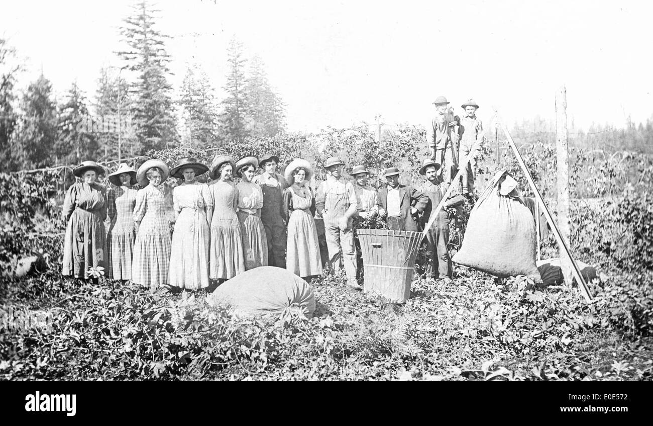 Hop pickers at Meyer's hop yard Stock Photo