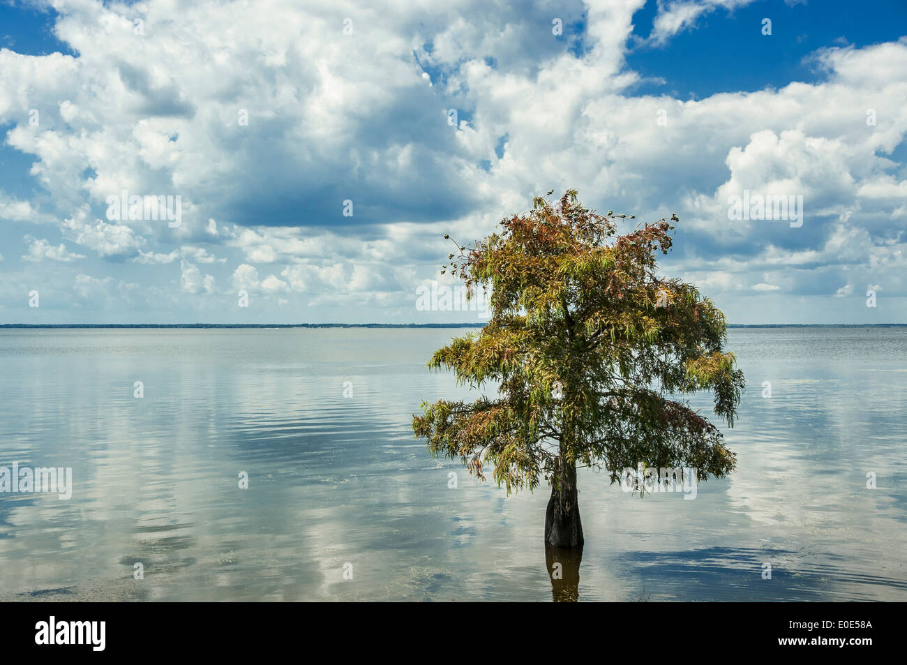 Cypress trees water reflection hires stock photography and images Alamy
