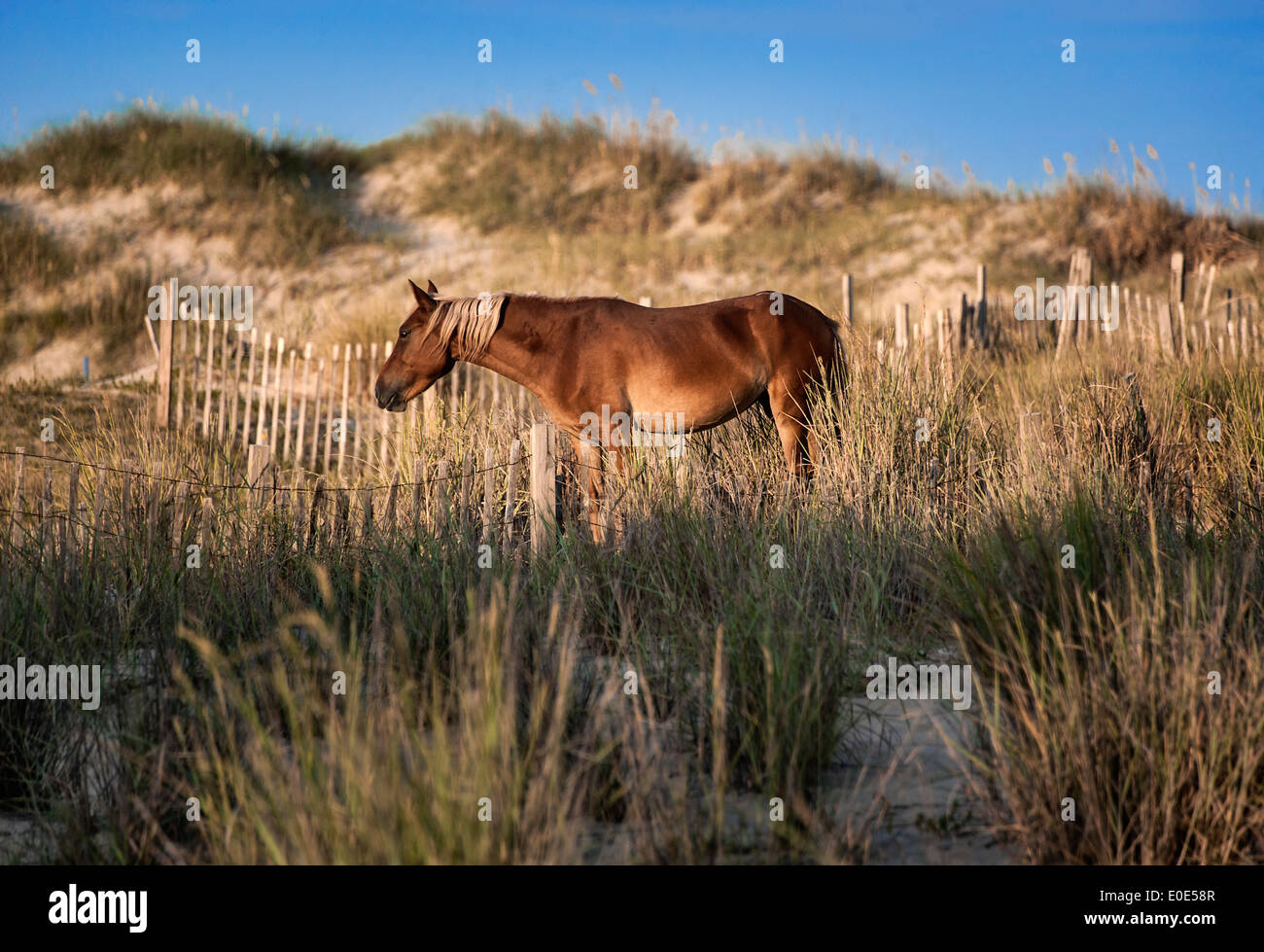 Wild Spanish mustang grazing among the dunes, Outer Banks, North Carolina, USA Stock Photo