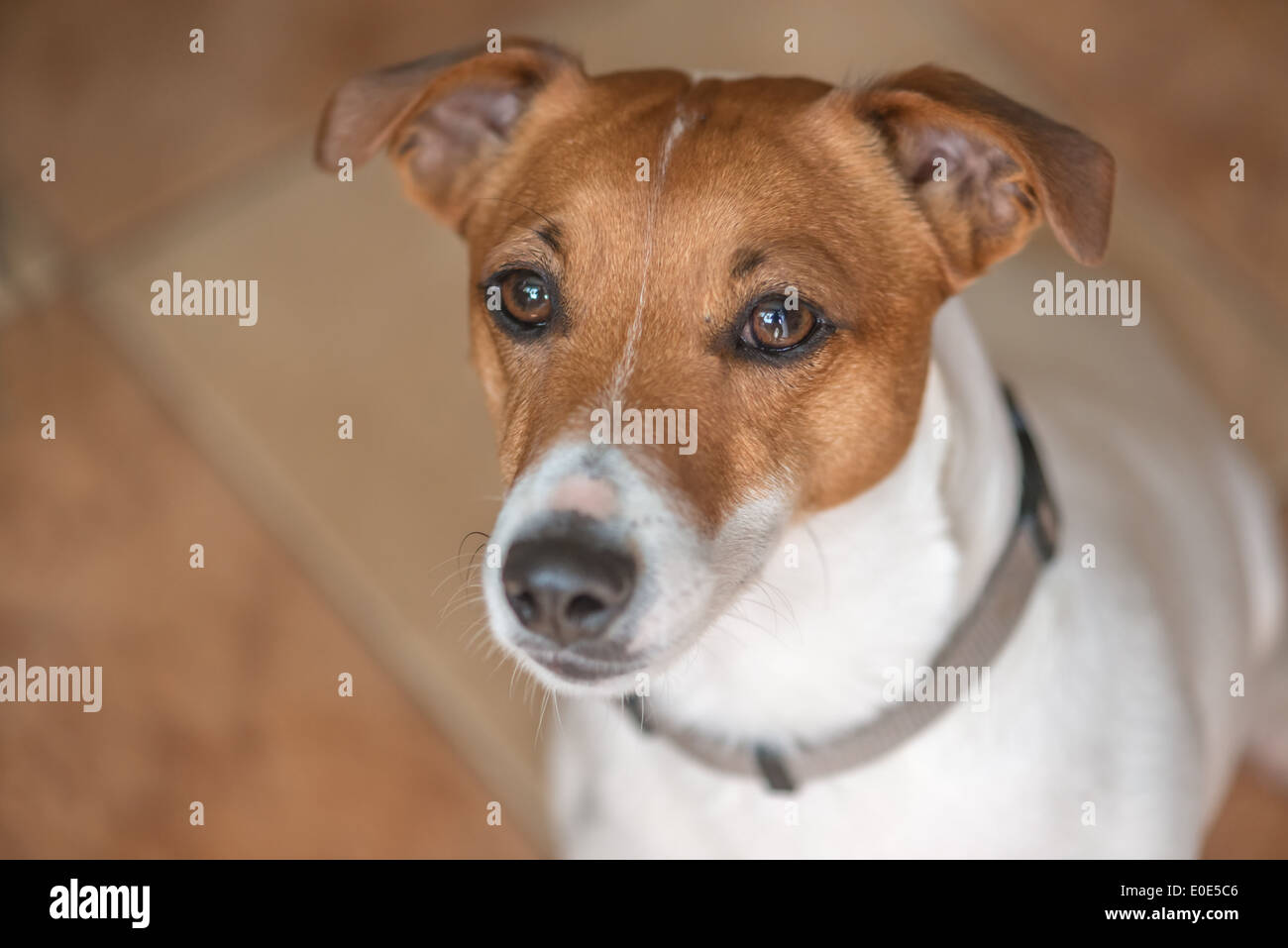 jack russel muzzle close up Stock Photo Alamy