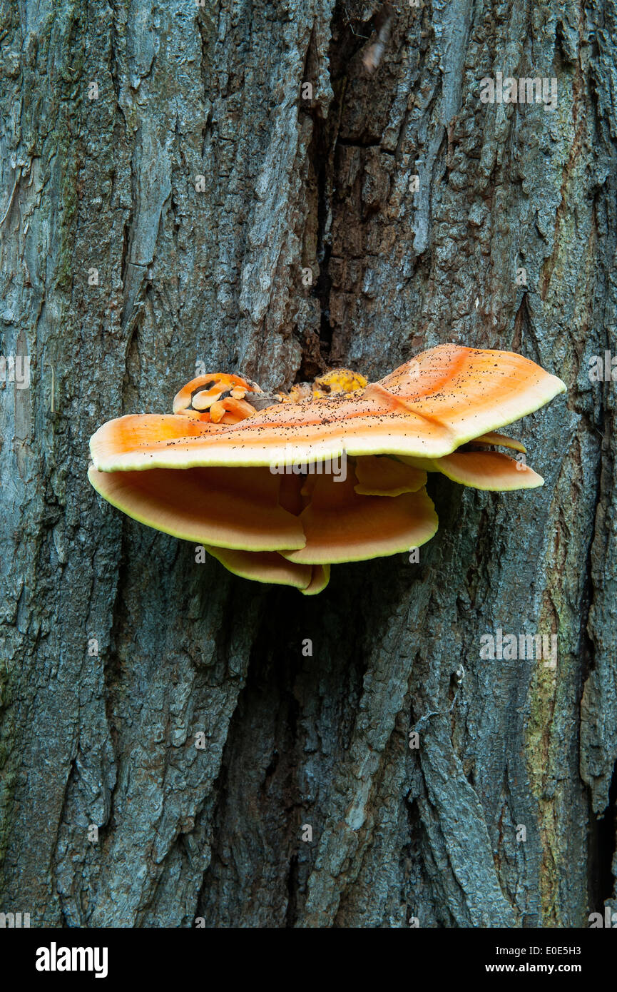 Red Banded Polypore mushroom growing on tree bark, Delaware, USA. Stock Photo