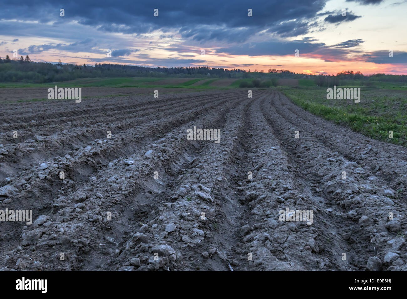 agriculture field on sunset time Stock Photo