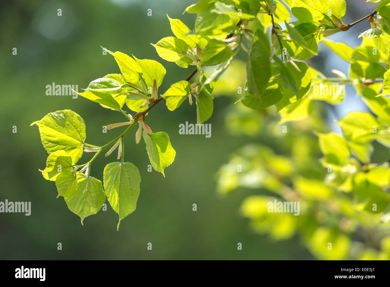 new linden leaf in morning forest Stock Photo