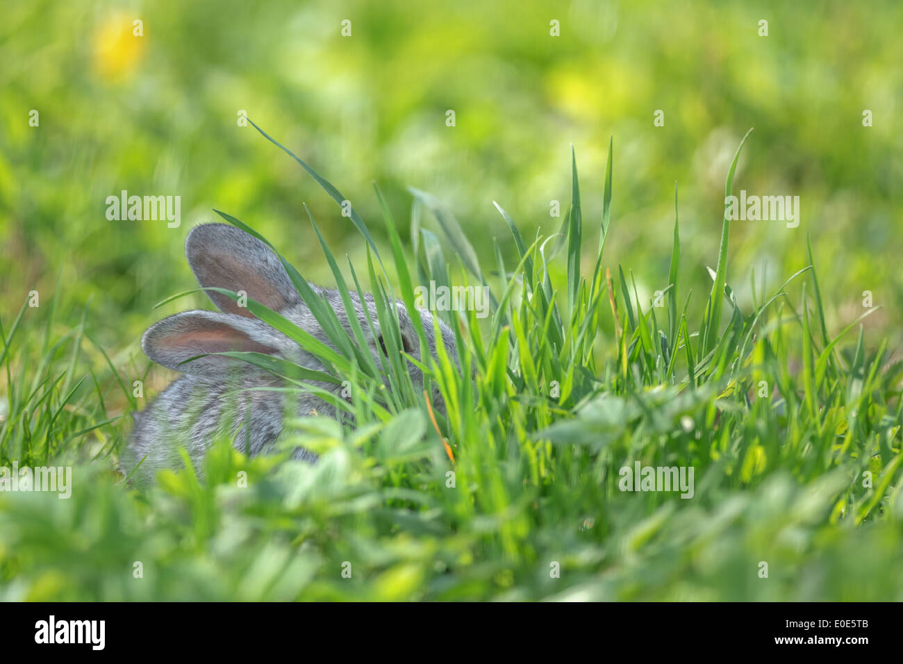gray rabbit in grass closeup Stock Photo