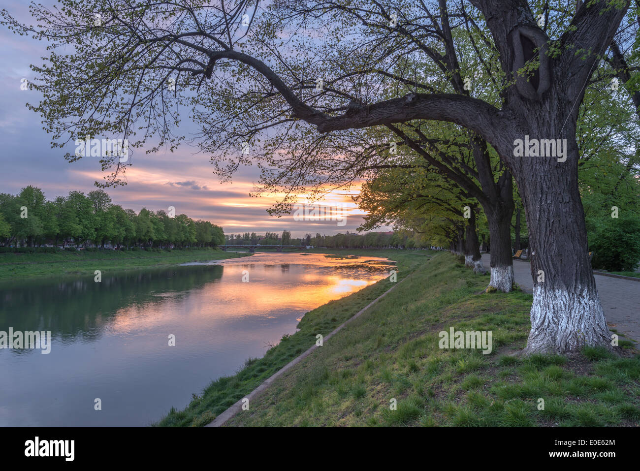 linden alley in Uzhhorod city Stock Photo