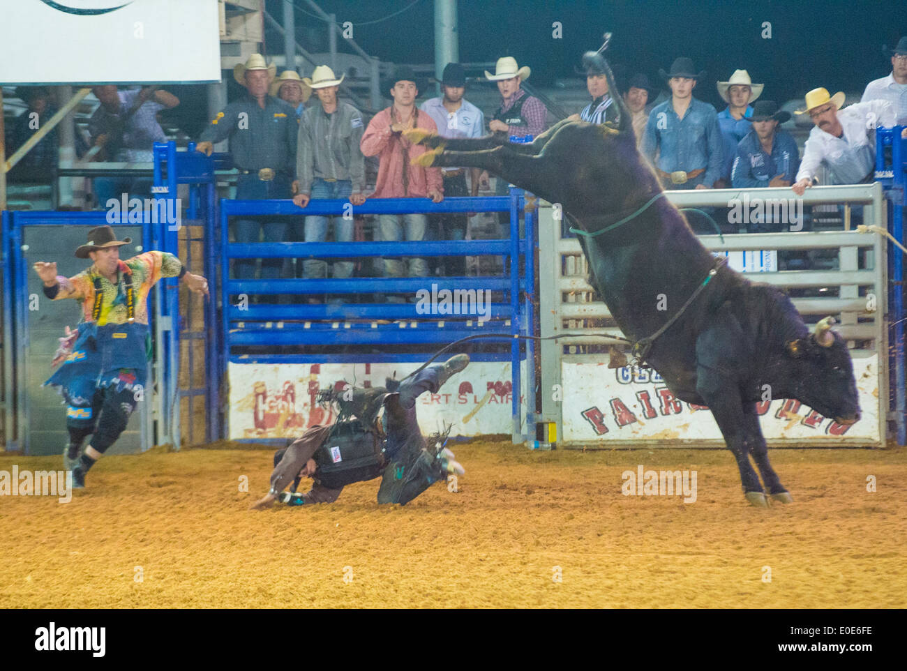 Cowboy Participating in a Bull riding Competition at the Clark County ...