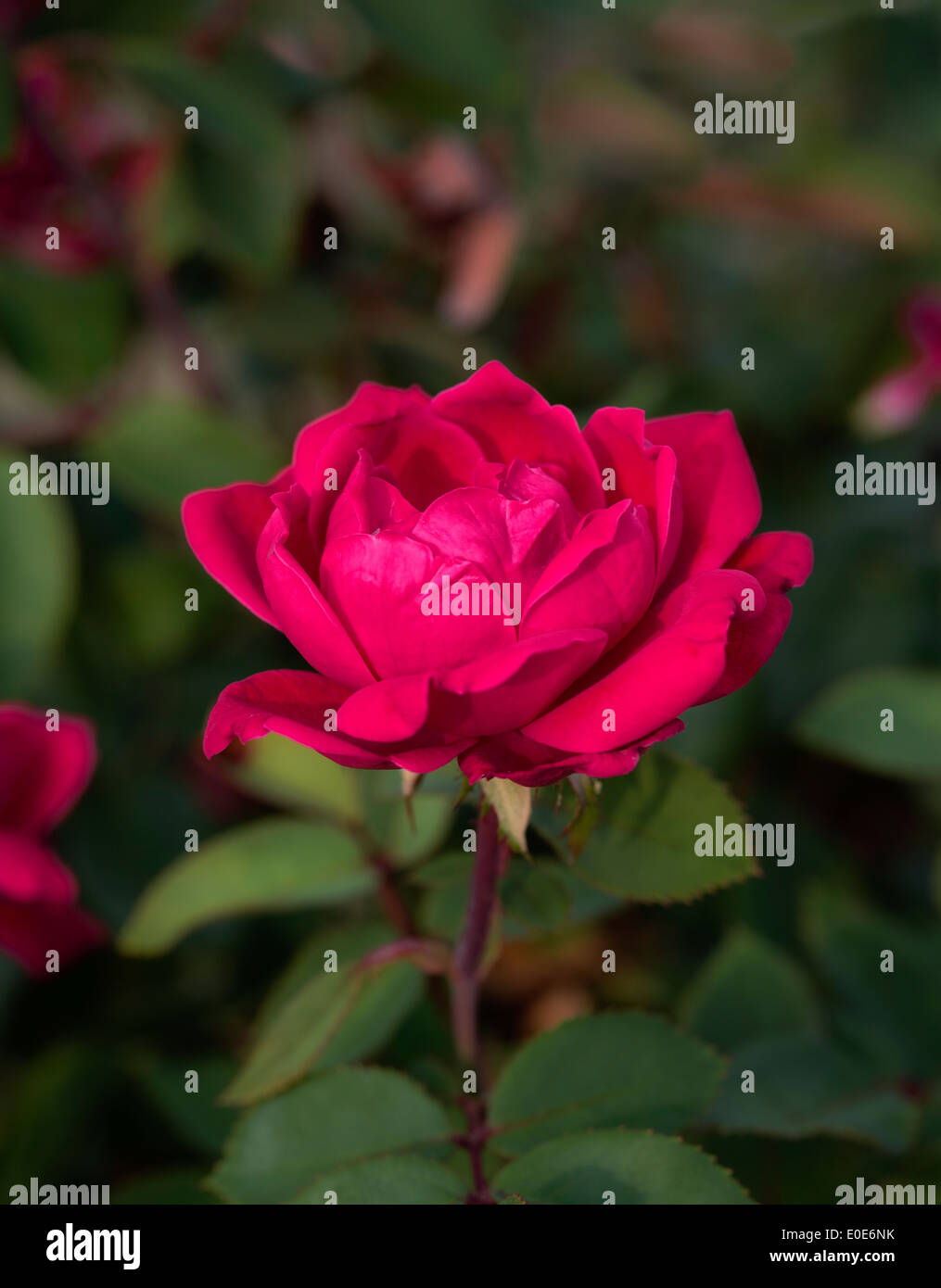 Red garden rose in bloom. Stock Photo