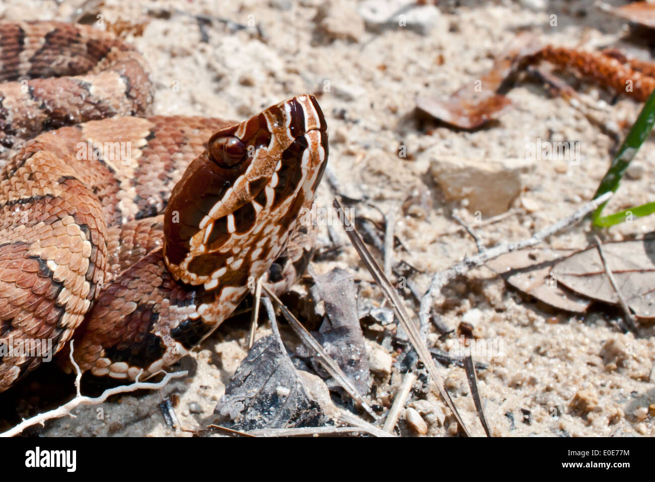 Venomous snake fang hires stock photography and images Alamy