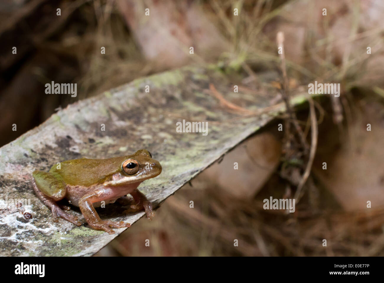 Squirrel Tree frog Stock Photo Alamy