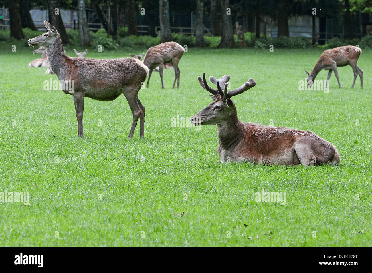 The fallow deer (Dama dama), Dammhirsch Stock Photo