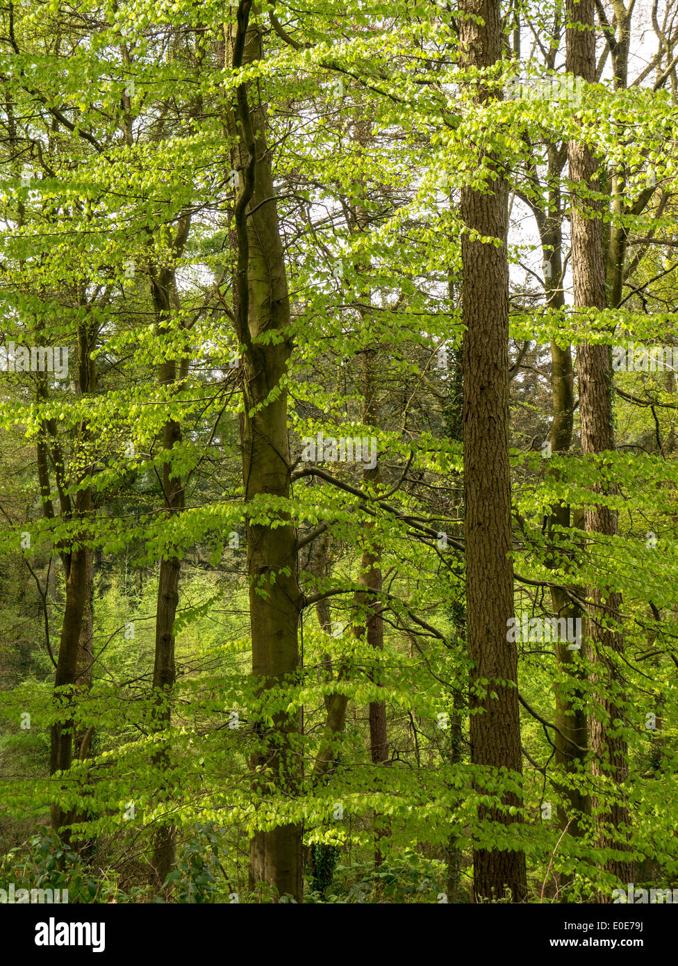 Spring growth in woodland in the Forest of Dean, near Coleford, UK Stock Photo