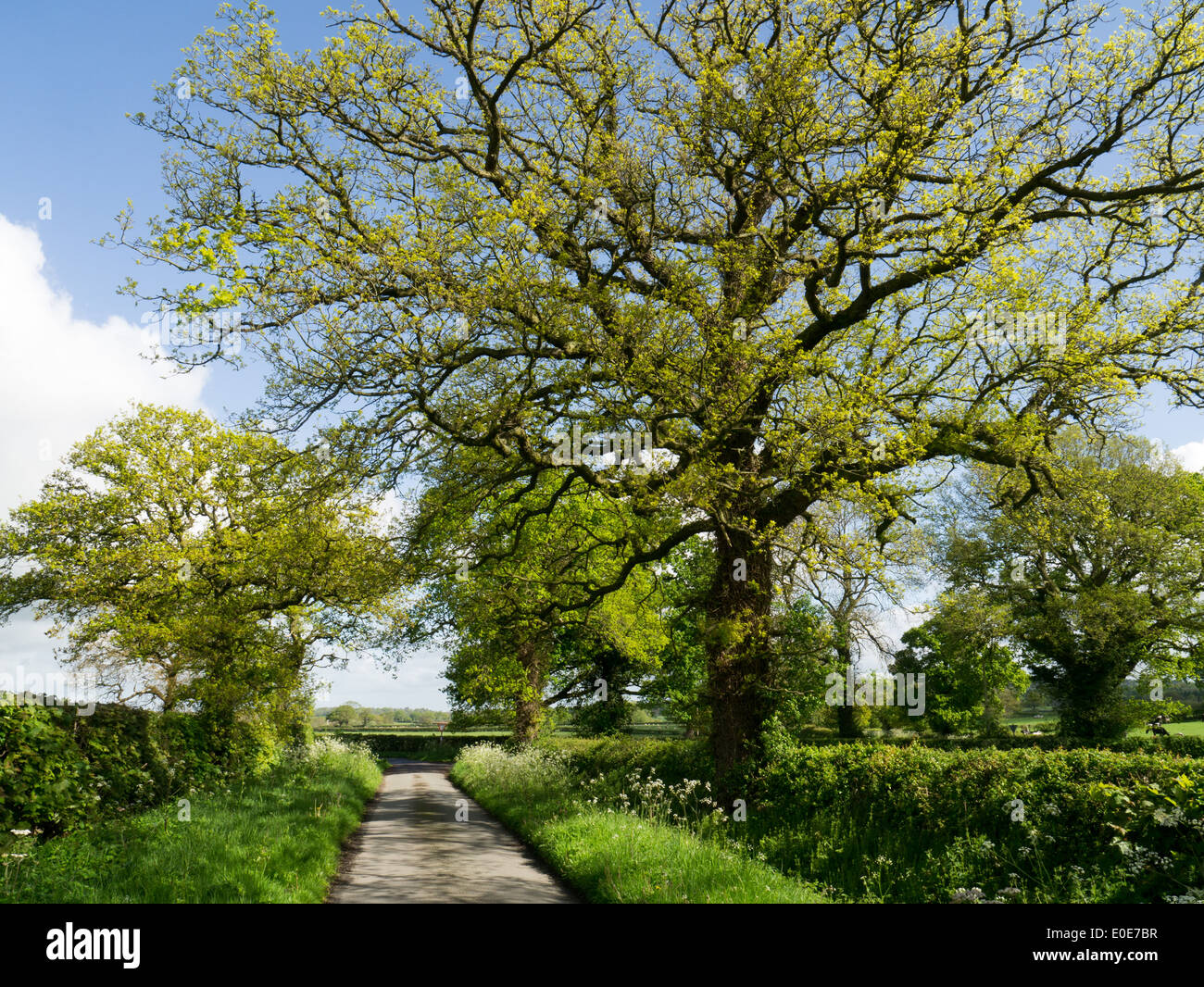 Spring oak tree hi-res stock photography and images - Alamy